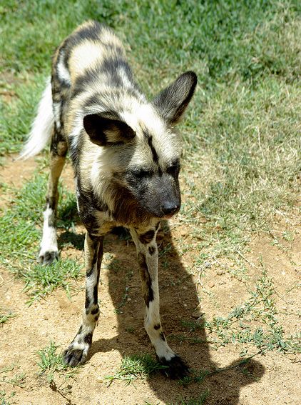 非洲野犬西非亞種