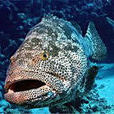 石斑魚屬