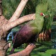 綠冠蕉鵑 綠冠蕉鵑
