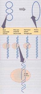 DNA旋轉酶