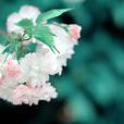 日本晚櫻(薔薇科櫻屬植物)