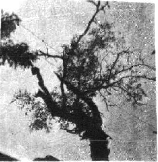 定桿呂后村 定桿呂后村