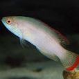叉杜父魚 叉杜父魚