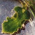 綠葉海蝸牛