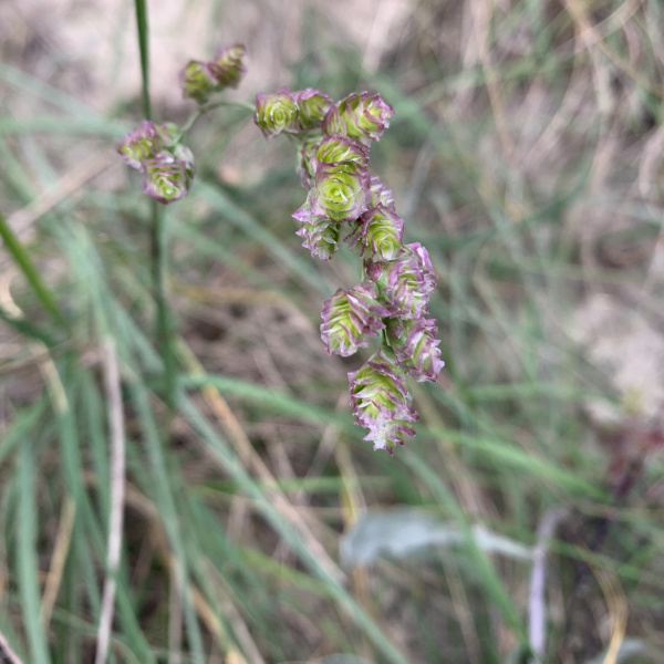 Chascolytrum erectum