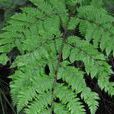 密羽肋毛蕨 密羽肋毛蕨