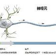 神經科學(生物學機制) 神經科學(生物學機制)
