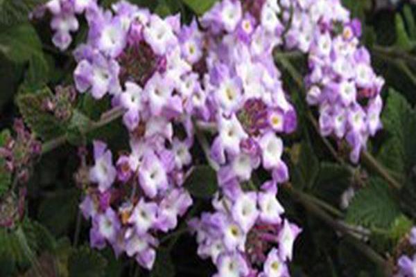 Lantana montevidensis