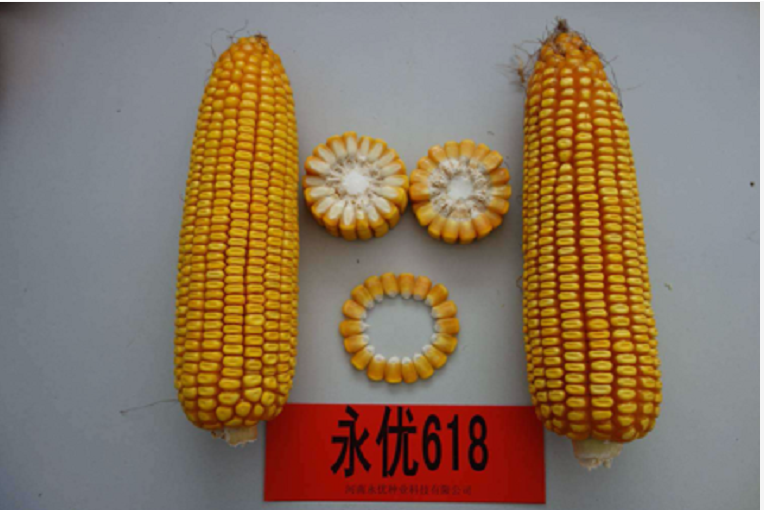 永優618 永優618