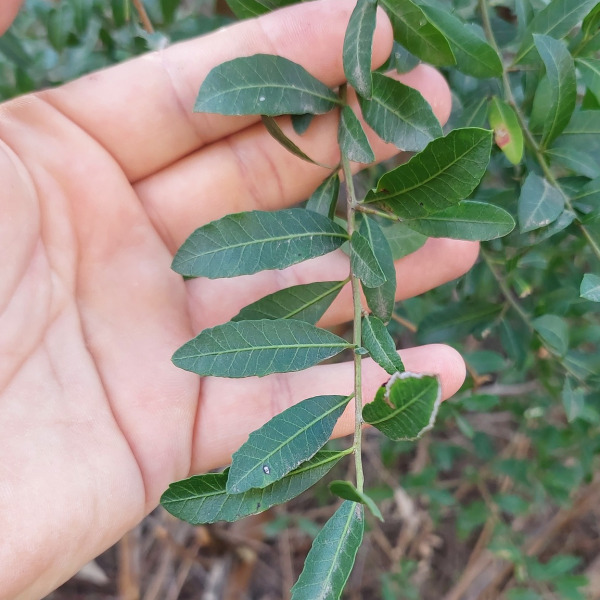 Schinus pilifera