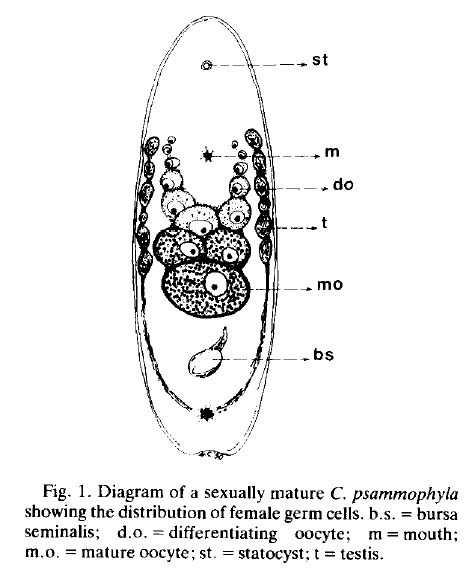 無腸目雌性生殖系統示意圖