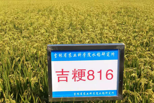 吉粳816 吉粳816