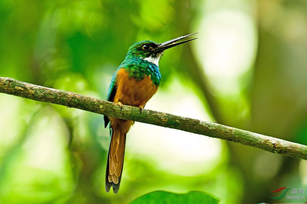 鶲鴷(jacamar) 鶲鴷(jacamar)