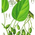 平脈藤 平脈藤
