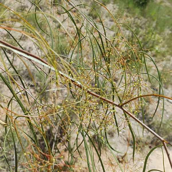 Searsia keetii