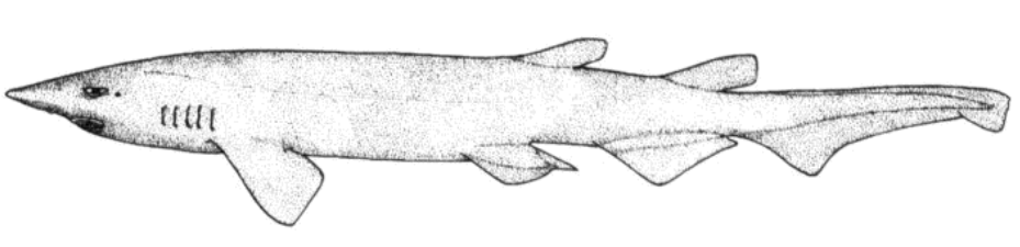 日本光尾鯊
