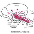 網狀結構 網狀結構
