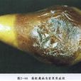 梨軟腐病 梨軟腐病