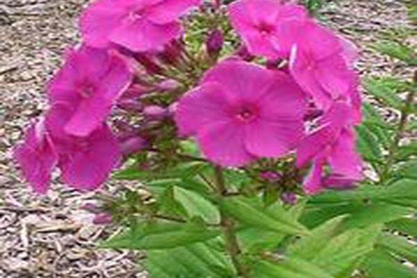 Phlox paniculata \x27Barfourteen\x27 PURPLE FLAME Phlox paniculata \x27Barfourteen\x27 PURPLE FLAME