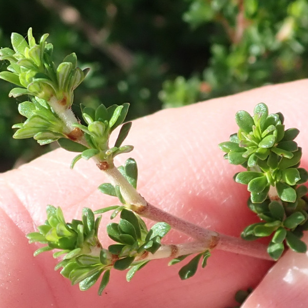 Cliffortia serpyllifolia