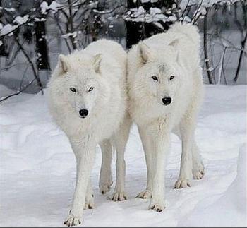 紐芬蘭白狼生活習性