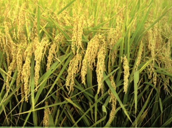 優質水稻