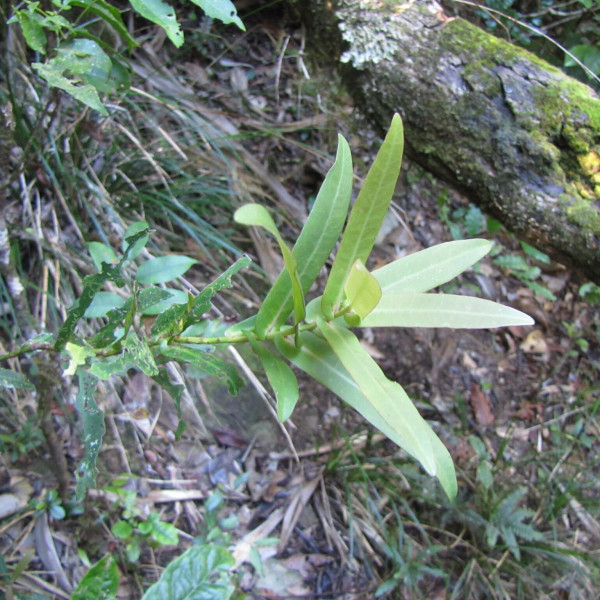 Tapeinosperma ateouense