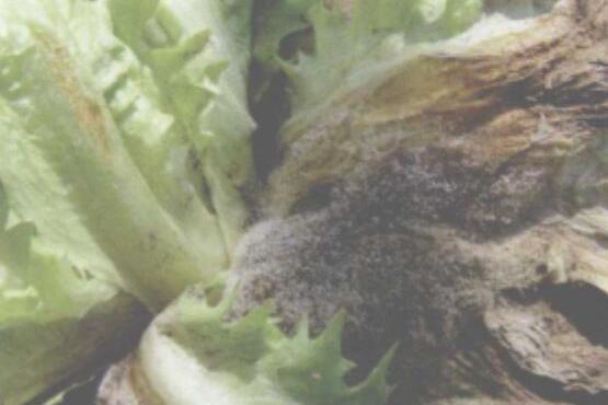 生菜灰霉病 生菜灰霉病