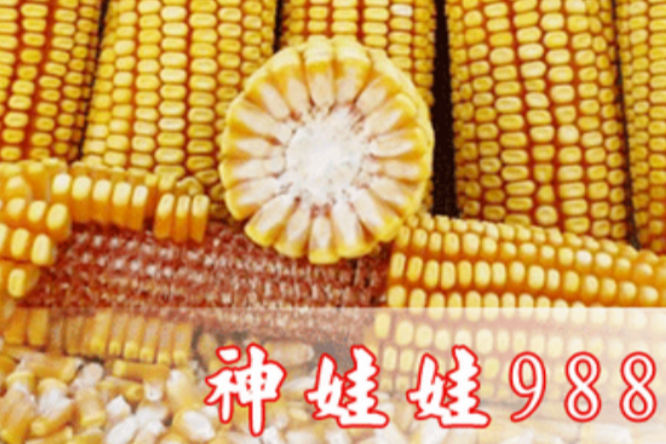 神娃娃988 神娃娃988