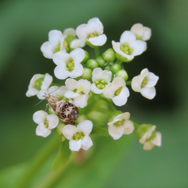 Ionopsidium glastifolium