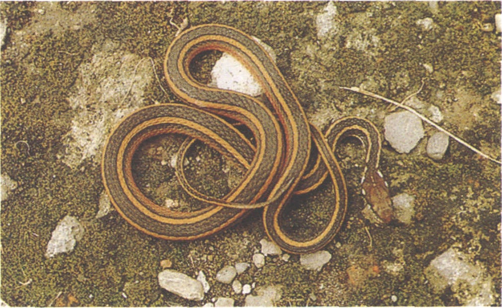 台北腹鏈蛇