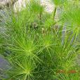 莎草亞屬 莎草亞屬