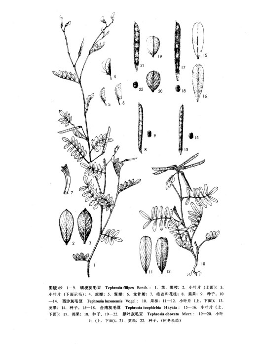卵葉灰毛豆 卵葉灰毛豆
