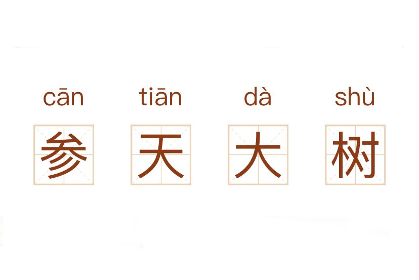 參天大樹 參天大樹