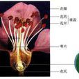 受精極核 受精極核