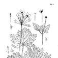 三出銀蓮花 三出銀蓮花