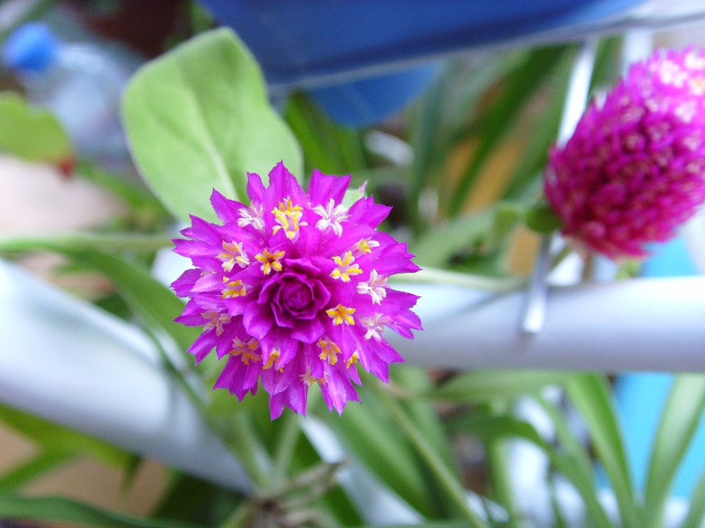 黃白小花一層一層長在大紫花上