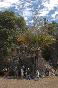 馬達加斯加巨型散尾葵