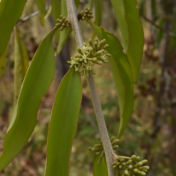 Struthanthus deppeanus