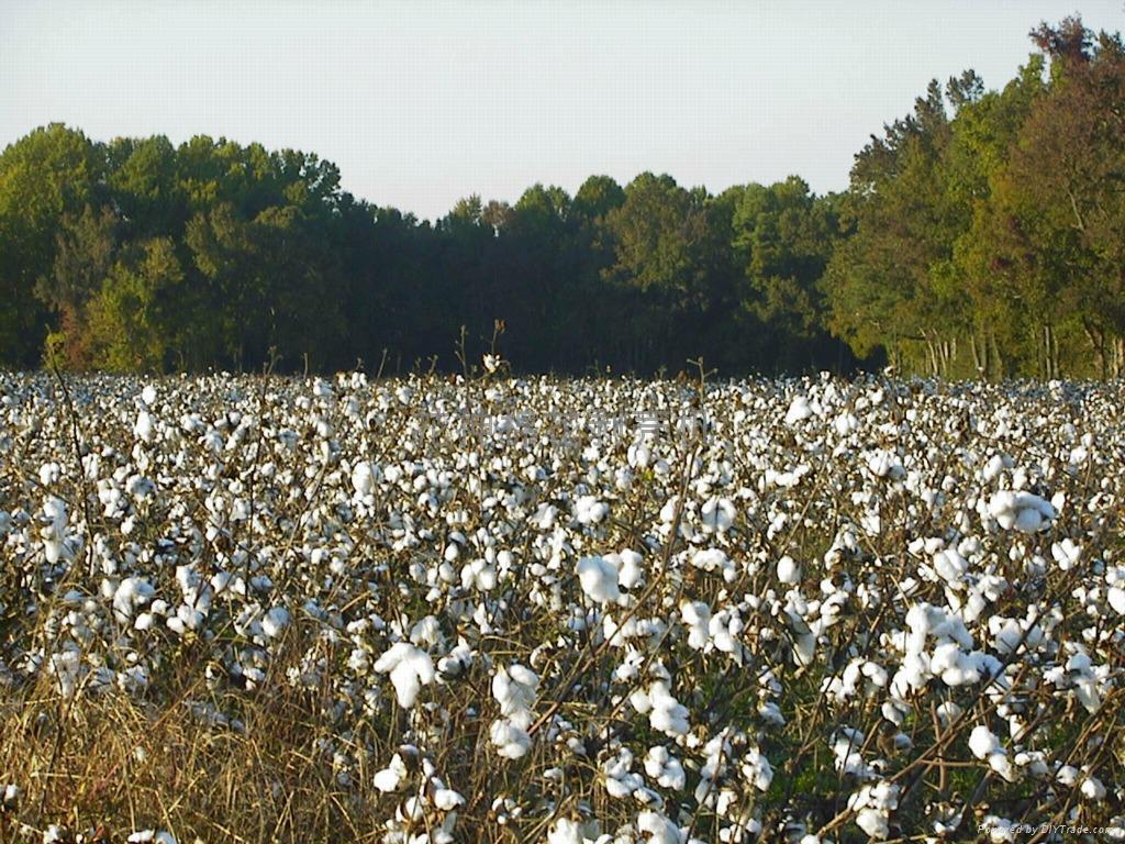 棉花為村主導產業