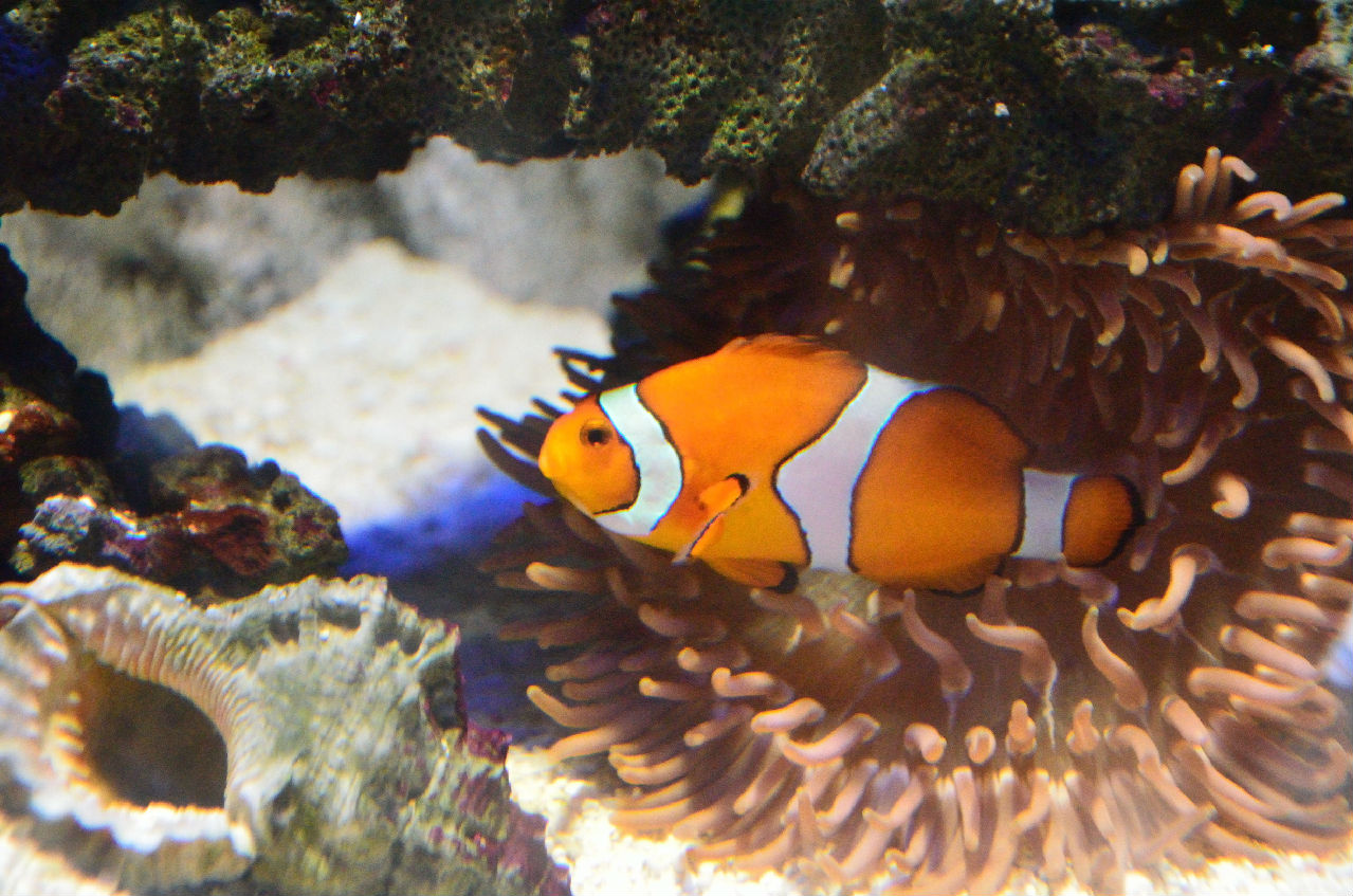 小丑魚與海葵共棲