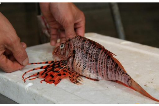 短絲指鼬魚 短絲指鼬魚