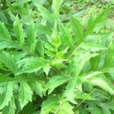 菊三七 菊三七
