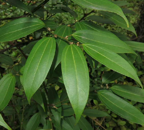 香面葉(中藥) 香面葉(中藥)