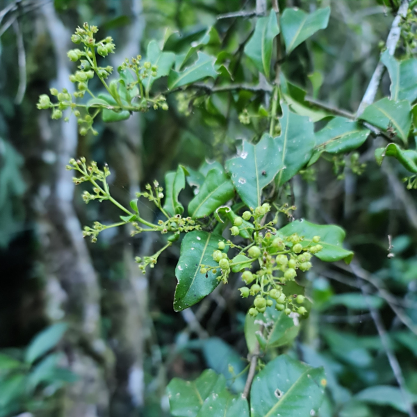 Danais microcarpa