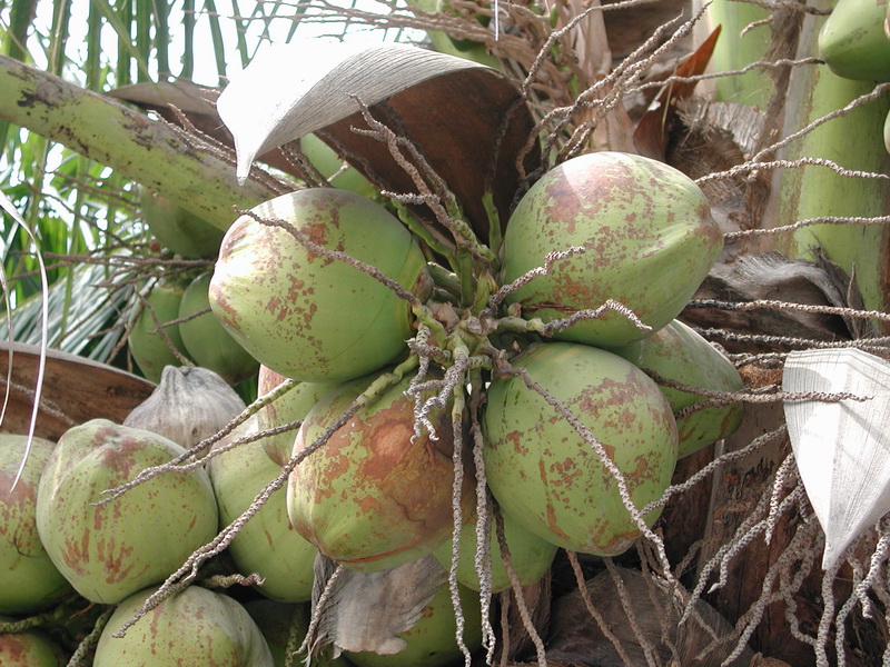 椰子殼
