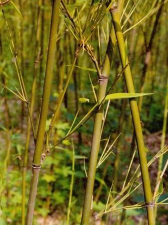 垂枝苦竹 垂枝苦竹