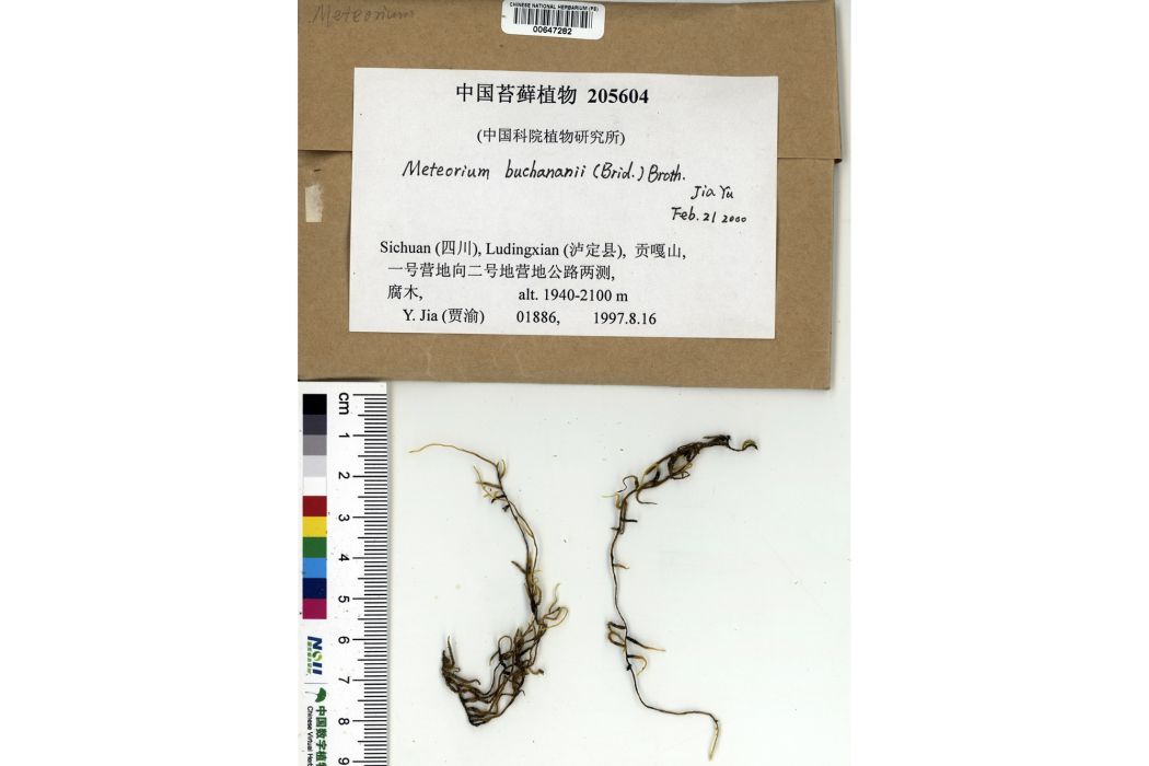 川滇蔓蘚 川滇蔓蘚