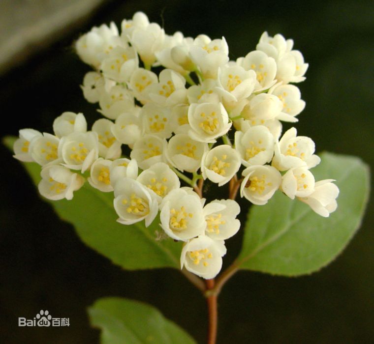 溲疏屬(Deutzia) 溲疏屬(Deutzia)