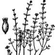 丁茜(國家Ⅱ級重點保護野生植物) 丁茜(國家Ⅱ級重點保護野生植物)